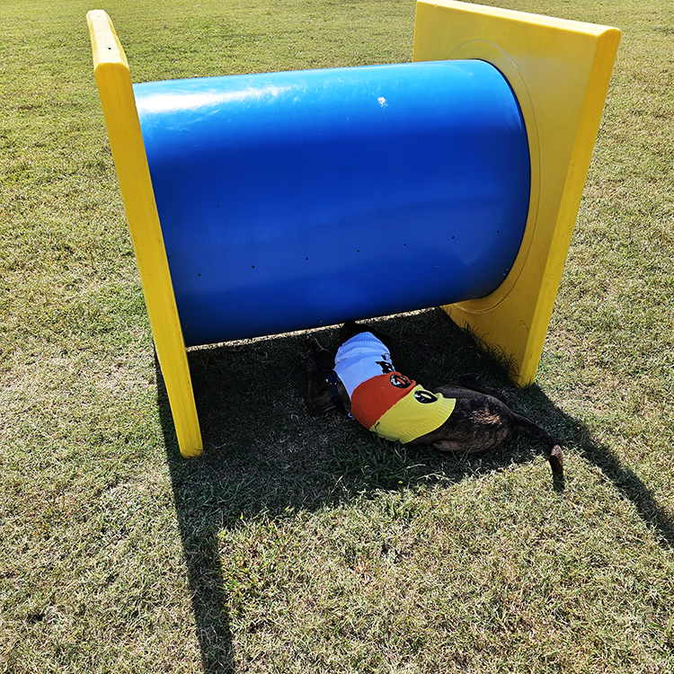 Gallery collage photo